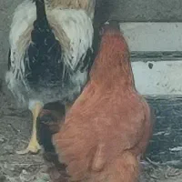 پرنده