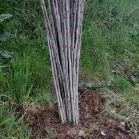 نهال صنوبر نقرا ترکیه