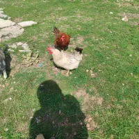 دو عدد مرغ محلی