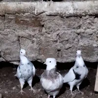 طوقی|پرنده|کاکاوند, |دیوار