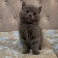 گربه بیرتیش بلوو اصل