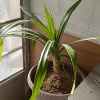 چندتا گلدون گل خوشگل