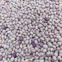 فروش لوبیا چیتی سوپر کوشا مخصوص بذر