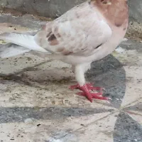 گرفتنی شب|پرنده|دزفول, |دیوار