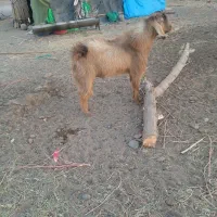 یک پاچن با یک بز فروش  است