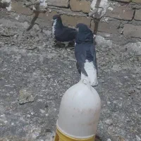 یک جفت شهری ب شرط پرش و تخم جوجه|پرنده|همایجان, |دیوار