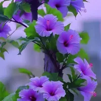 آموزش طب سنتی و مزاج شناسی