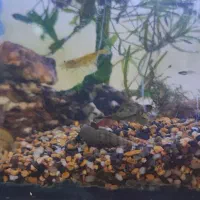 گالری آکواریوم مومنی ردتیل|ماهی|نیشابور, امام|دیوار