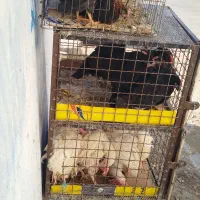 کشتار. مرغ خروس برای چشم نظر