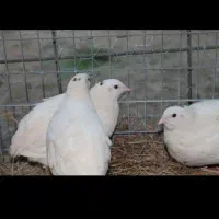 نژاد امریکایی بلدرچین سفید
