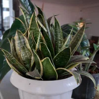 گل آپارتمانی