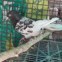 زاغ نر کله سیاماده فهرج