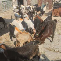 نر بز افغانی پاکستانی پروار و داشتی