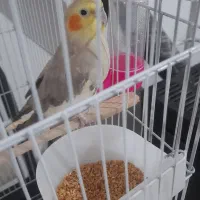 عروس هلندی بالغ ماده دستی