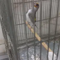 سره کرمانی جوجه قفس|پرنده|وحیدیه, |دیوار