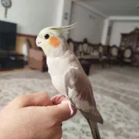 عروس هلندی|پرنده|زنجان, |دیوار