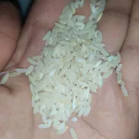 فروش برنج لنجان و چلتوک لنجان