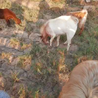 کهره چاق|حیوانات مزرعه|سعدآباد, |دیوار