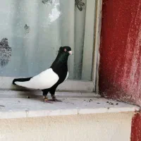 دوجفت جوجه سینه سیاه کبوتر رنگی کفتر نقش