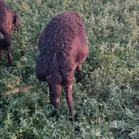 یک راس گوسفند تمام