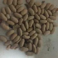 لوبیا کشاورز یا کفسولی هستش تمیز و درجه یک