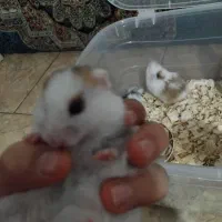 همستر|موش و خرگوش|رشت, پاره بیجار|دیوار