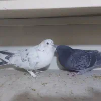 کبوتر کفتر کاشونی و تهرونی|پرنده|فولادشهر, B1|دیوار