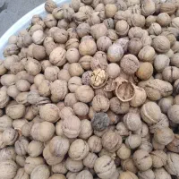 گردوی تویسرکان