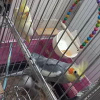 عروس هلندی و مرغ عشق