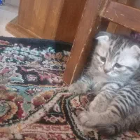 گربه اسکاتیش خاکستری رنگ ماده، با3 بچه گربه|گربه|تهران, آذری|دیوار