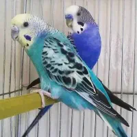 ۵۰عدد مرغ عشق دونه ای ۱۵۰هزار