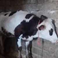 گاو آبستن و گوساله|حیوانات مزرعه|بیستون, |دیوار