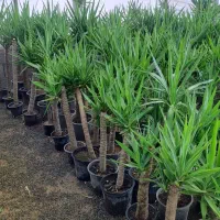 فروش یوکا خرده و عمده در تهران|گل و گیاه طبیعی|ری, سیزده آبان|دیوار