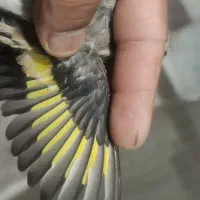 سقا قناری سهره