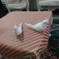 عروس هلندی آلبینو