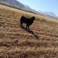 دوبر|حیوانات مزرعه|داران, |دیوار