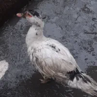 اردک اسرائیلی