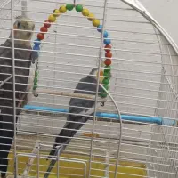 دوتا طوطی عروس نر|پرنده|رشت, سیا اسطلخ|دیوار