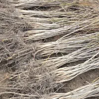 ـ نهال گردوی پربار و اصیل|خدمات باغبانی و درختکاری|سنندج, |دیوار