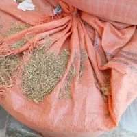 خارپودرشده|حیوانات مزرعه|عطاملک, |دیوار