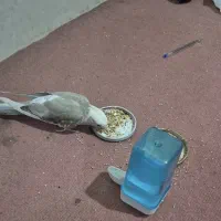 طوطی  عروس هلندی( گمشده)