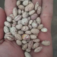 لوبیا چیتی تمیز|عمده‌فروشی|الیگودرز, |دیوار