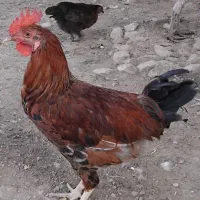 خروس شش ماهه|حیوانات مزرعه|سرپل ذهاب, |دیوار