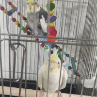 عروس هلندی لوتینو چشم شرابی