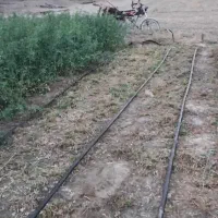 یونجه|خدمات باغبانی و درختکاری|کهنوج, |دیوار