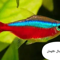 انواع تترا نئون ۳۰هزارتومان