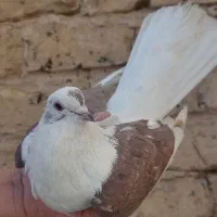 کفتر|پرنده|کرج, حسن آباد|دیوار