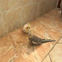 یک جفت عروس هلندی ناز