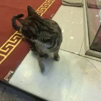 واگذاری گربه