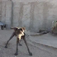 واگذاری سگ نژاد خوب|سگ|زاهدان, |دیوار